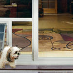 In-Glass Pet Door