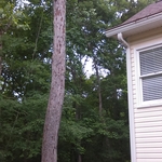 Hazardous Tree removal hanging over house