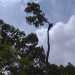 Piece down the tree