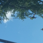 Climber helped into tree with crane