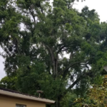 Before tree trimming