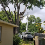After tree trimming