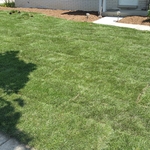 sod is in!