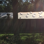 Roof Replacement