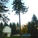 Previous Removals
