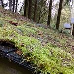 Moss infestation prior to treatment and removal
