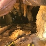 Unhealthy Crawlspace