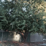 Tree services