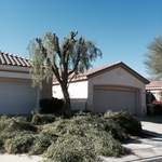 Trim tree