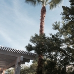 Palm tree trim
