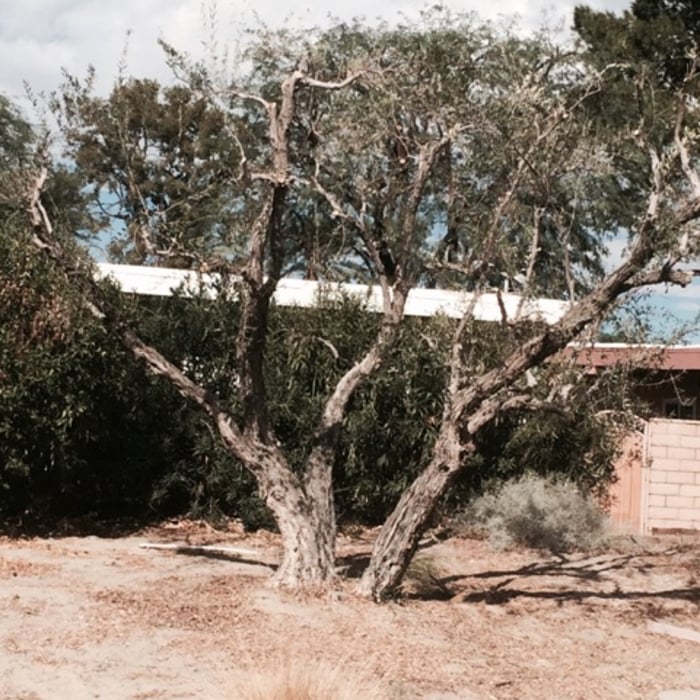 Trim tree
