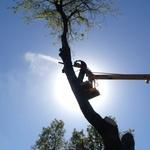 Large Hackberry Removal