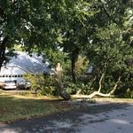 Storm Fallen Hackberry Limb