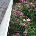 LeafBlaster Gutter Guards