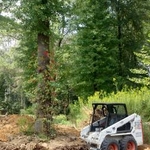 tree removal