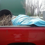 R.I.P dead tree