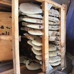 Bee removals