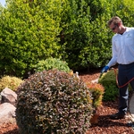 Landscape Treatments
