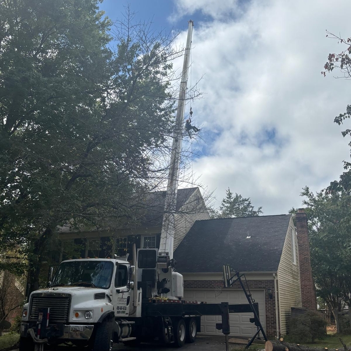 Tree services