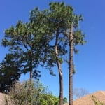 Tree work