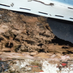 Termites