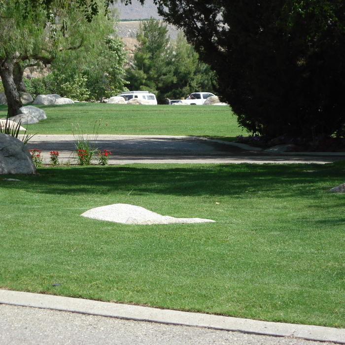 frescue grass
