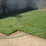 tall Fescue Sod.