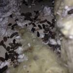 Rodent droppings