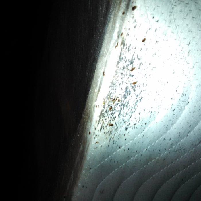 Severe Bed Bug Infestation