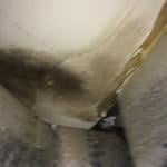 Mold found
