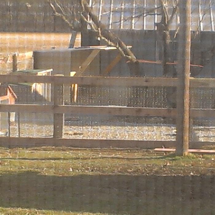 Chicken pen