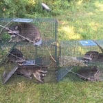 Raccoons