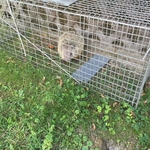 groundhogs