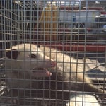 possum