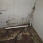 Mold Growth