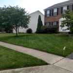 Emerald Green Fescue