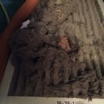 Dust that has accumulated in trunk line