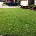 Newly Seeded Lawn