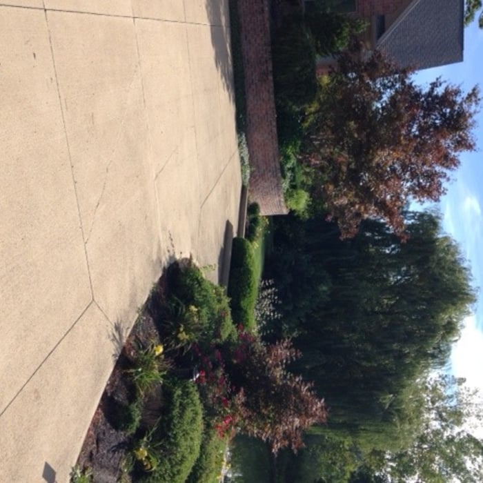 We also take care of trees and shrubs!