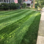 Media, PA Lawn