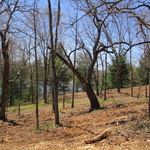 Shrub & Brush clearing