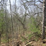 Shrub & Brush clearing