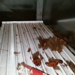 Cockroaches