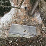 Tree work