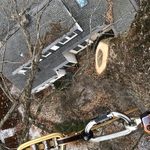 Tree work