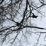 Tree work