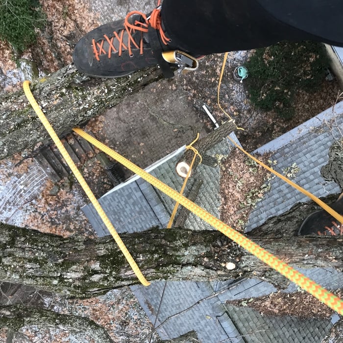 Tree work