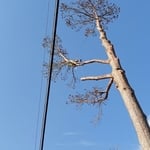 Delicate Trimming