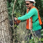 Tree Removal