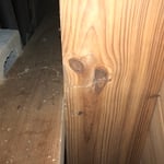old exploratory termite shelter tube